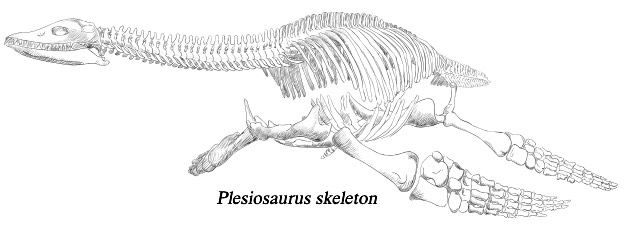 Skeleton of Plesiosaurus