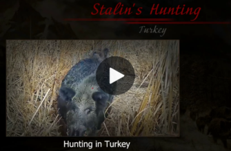 stalin vs turkish wild boars