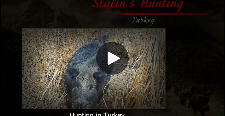 stalin vs turkish wild boars